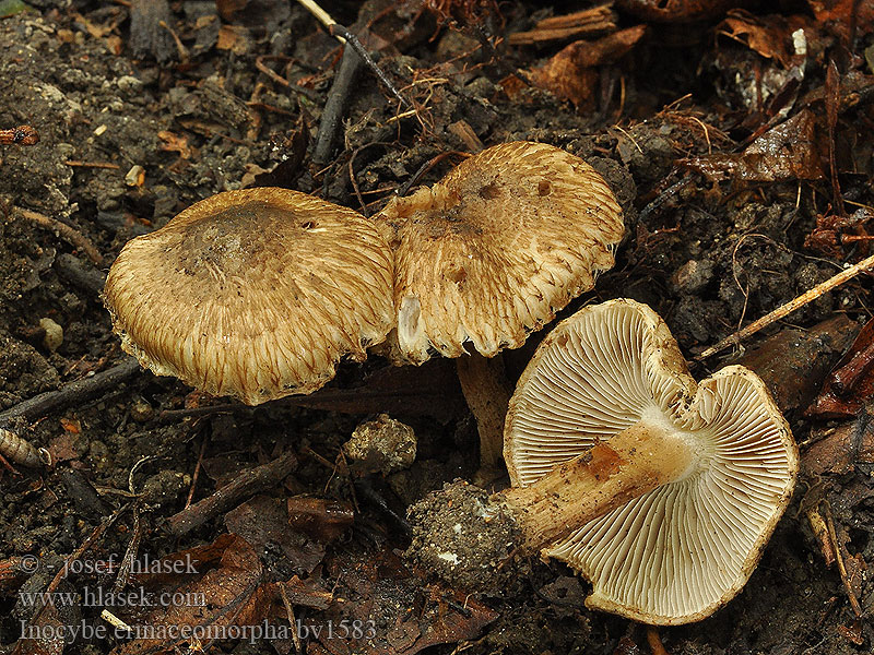 Inocybe hérisson erinaceomorpha scabra