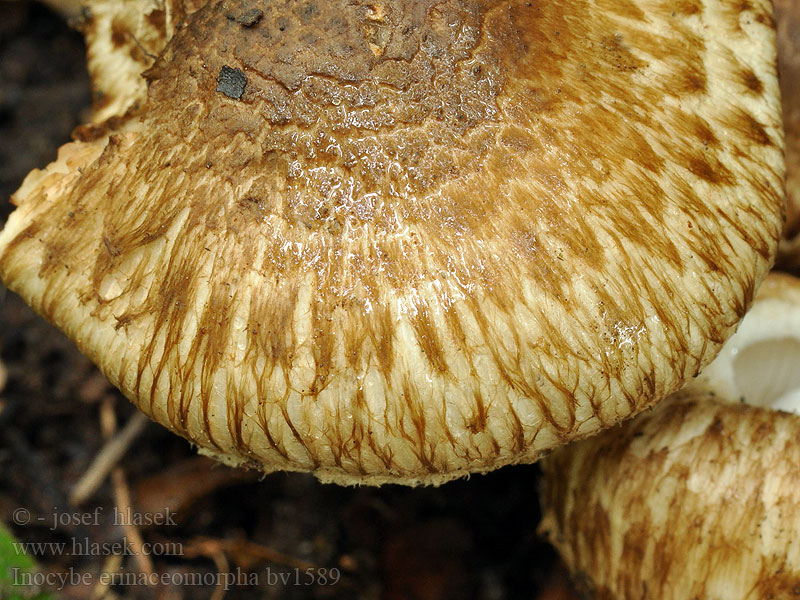 Struppige Rißpilz Inocybe erinaceomorpha