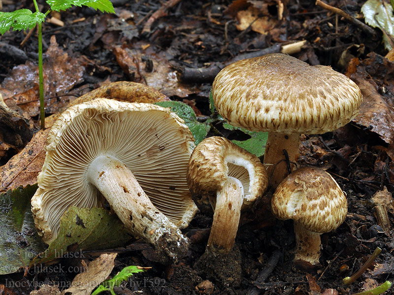 Strzępiak jeżowaty Inocybe erinaceomorpha