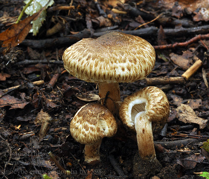 Vláknica hnedá Inocybe erinaceomorpha