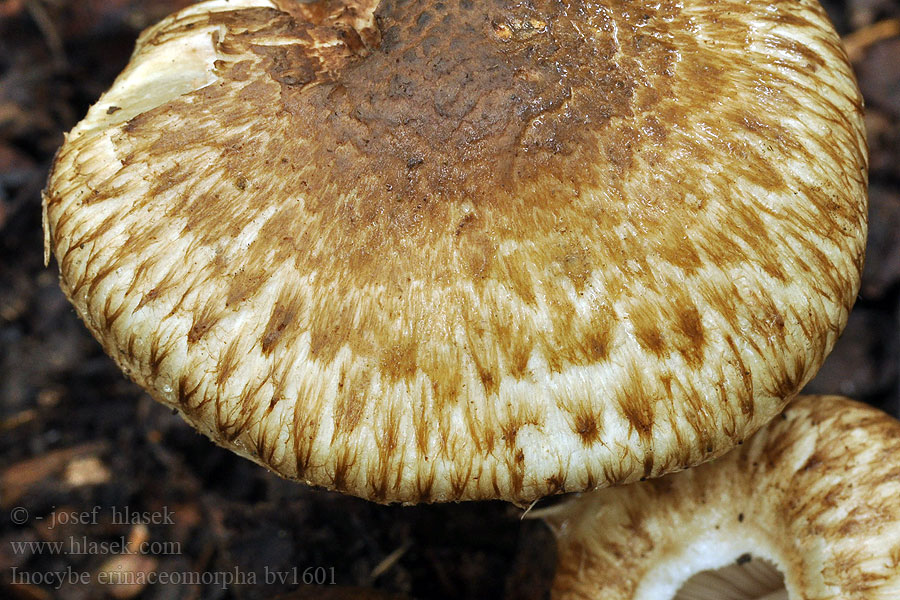 Vláknica chochlačková Inocybe erinaceomorpha