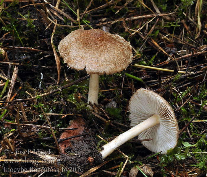 Inocybe flocculosa tigrina Vláknice vločkatá