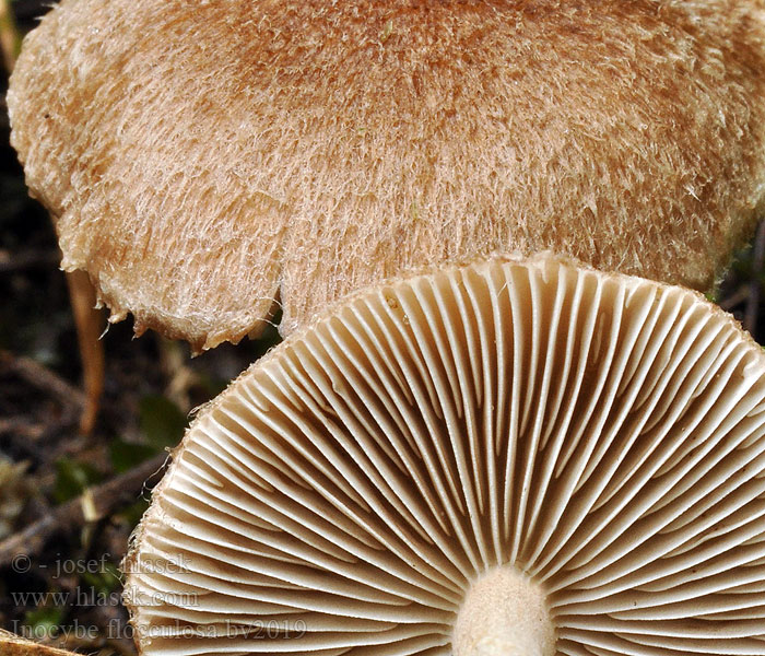 Inocybe flocculosa tigrina Flockiger Risspilz