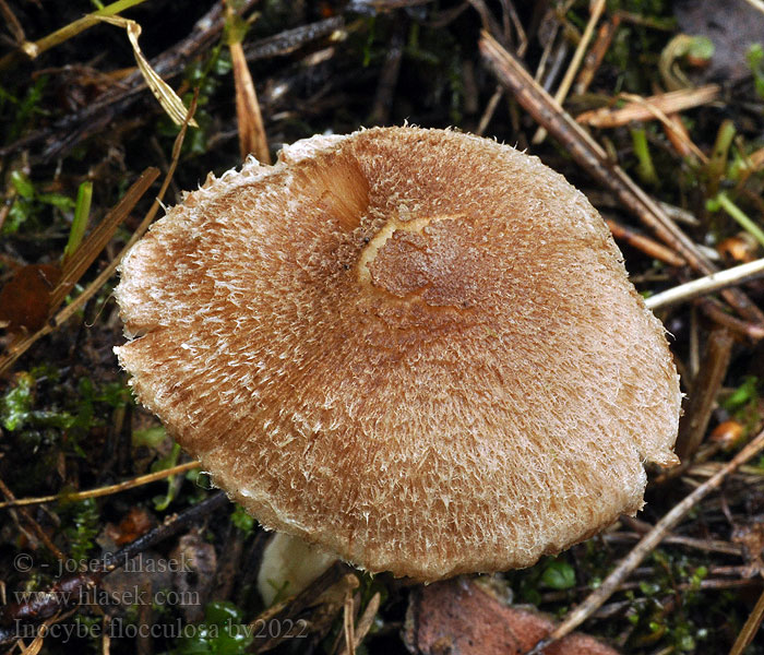 Inocybe flocculosa tigrina Vlokkige vezelkop