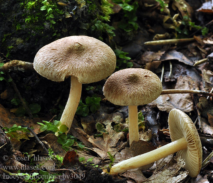 Inocybe flocculosa Strzępiak kosmkowaty