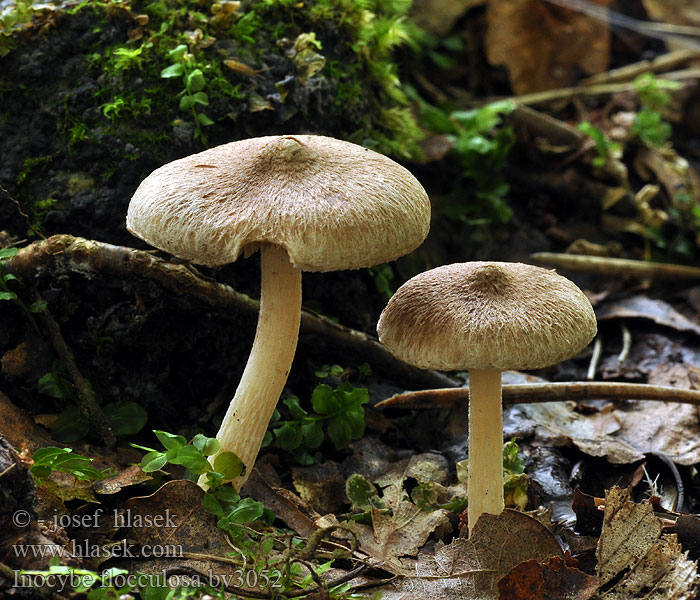 Inocybe flocculosa Vláknica celistvookrajová Fnugget trævlhat