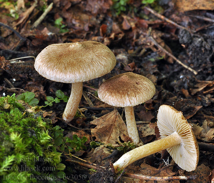 Inocybe flocculosa Luddtråding Hahtuvarisakas