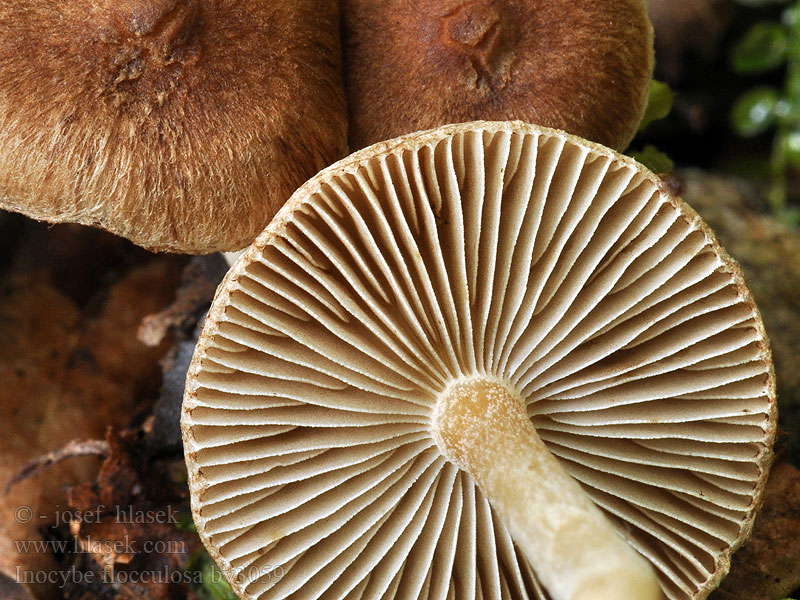 Inocybe flocculosa Filttrevlesopp Pikkelykés susulyka