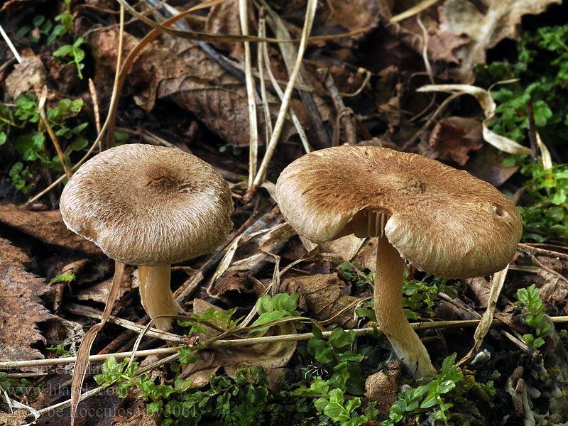 Inocybe flocculosa tigrina Волоконница клочковатая