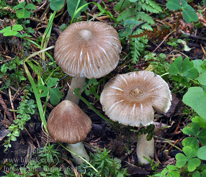 Inocybe fuscidula Vláknice hnědoučká Braunstreifiger Risspilz