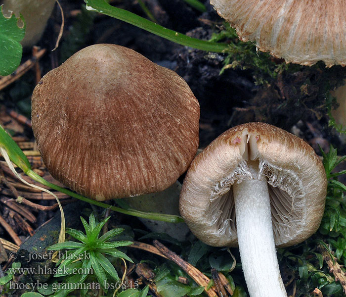 Inocybe_fuscidula_bs6845