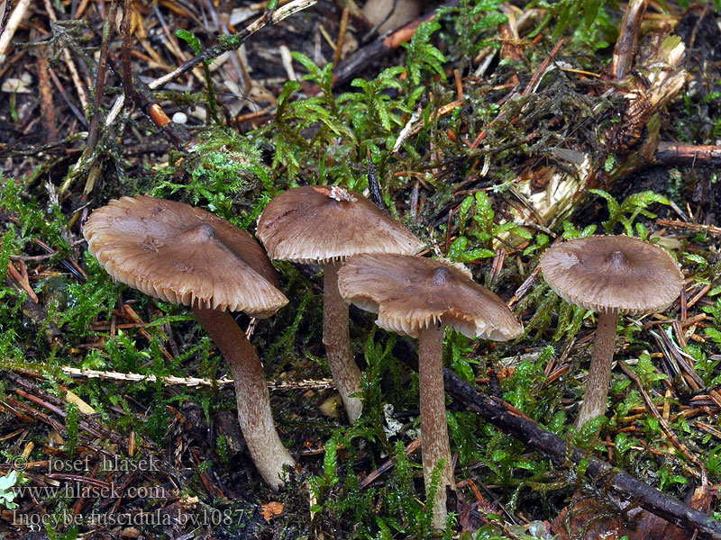 Inocybe fuscidula Brunfibret trævlhat Strecktråding