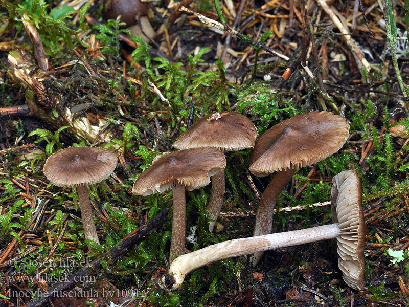 Inocybe fuscidula Inocybe brunâtre Волоконница буроватая