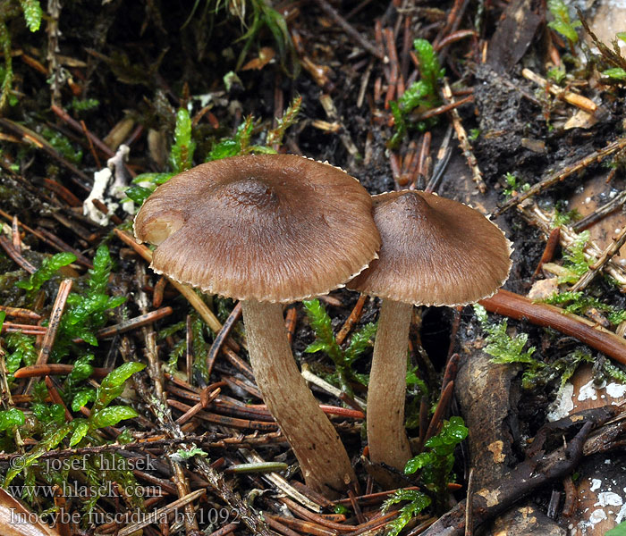 Inocybe fuscidula Vláknice hnědoučká