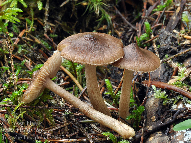 Inocybe fuscidula Braunstreifiger Risspilz