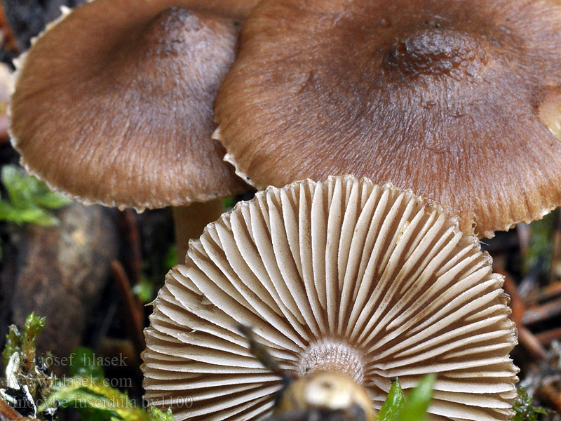 Inocybe fuscidula Sombere vezelkop