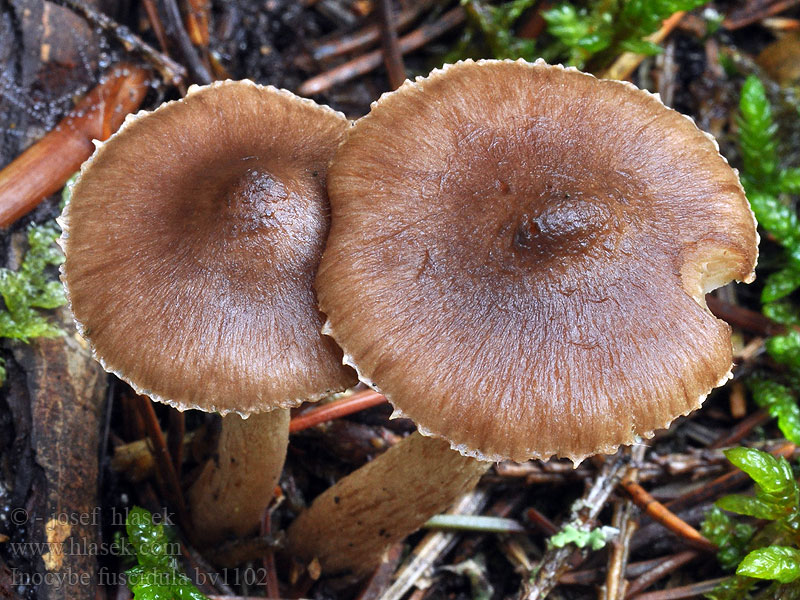 Inocybe fuscidula Strzępiak brązowoczarny