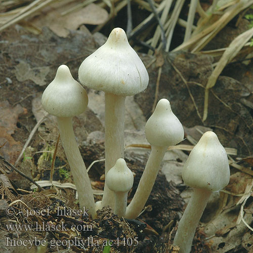 Inocybe geophylla Strzępiak ziemistoblaszkowy Vláknice zemní