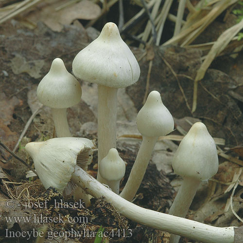 Inocybe geophylla Erdblättriger Rißpilz Seidiger Risspilz