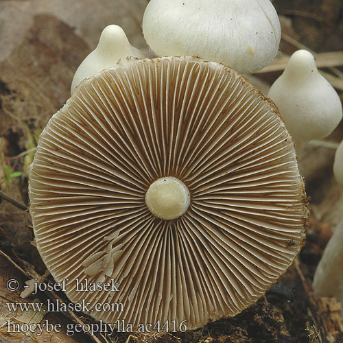 Inocybe geophylla Common White Inocybe Fibrecap