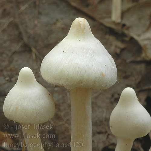 Inocybe geophylla lames couleur terre Witte Satijnvezelkop