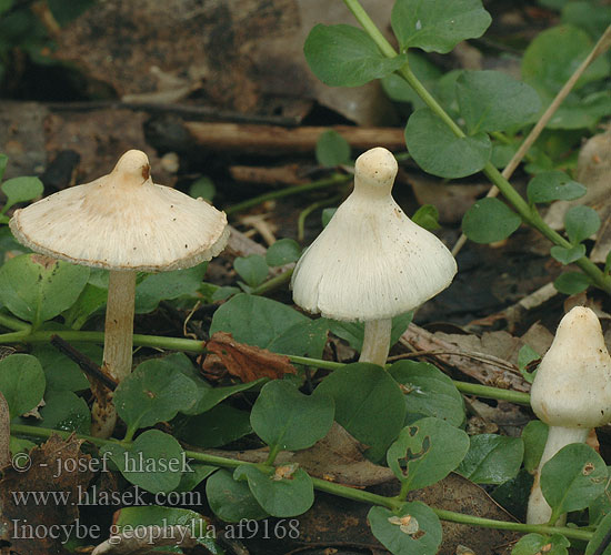 Inocybe geophylla af9168