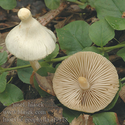 Inocybe geophylla Волоконница земляная Sidentråding