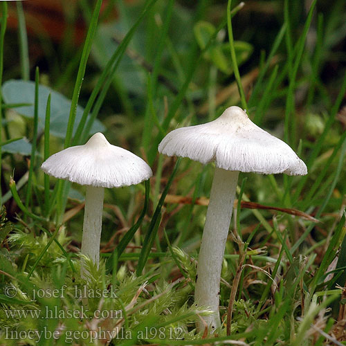 Inocybe geophylla al9812