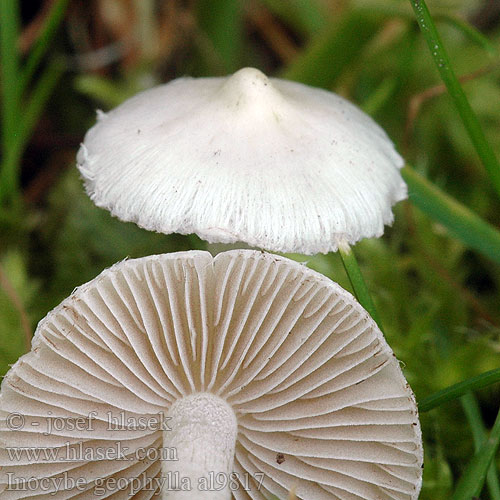 Almindelig Trævlhat Common White Inocybe Fibrecap