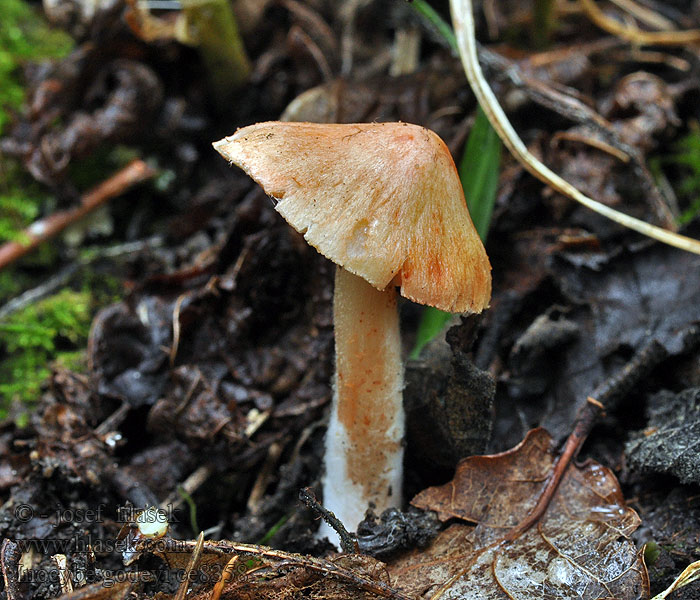 Inocybe godeyi Vláknice Godeyova Rötender Risspilz