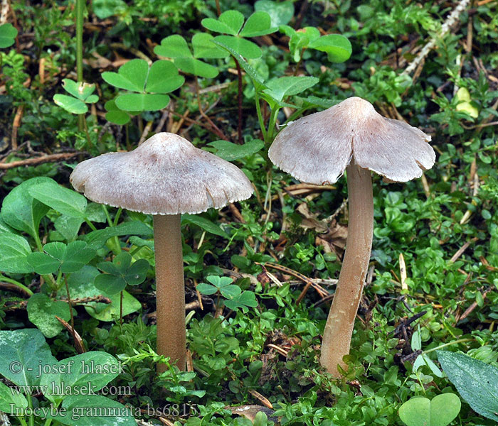 Inocybe grammata Vláknice žlutovláknitá Höckersporiger Risspilz