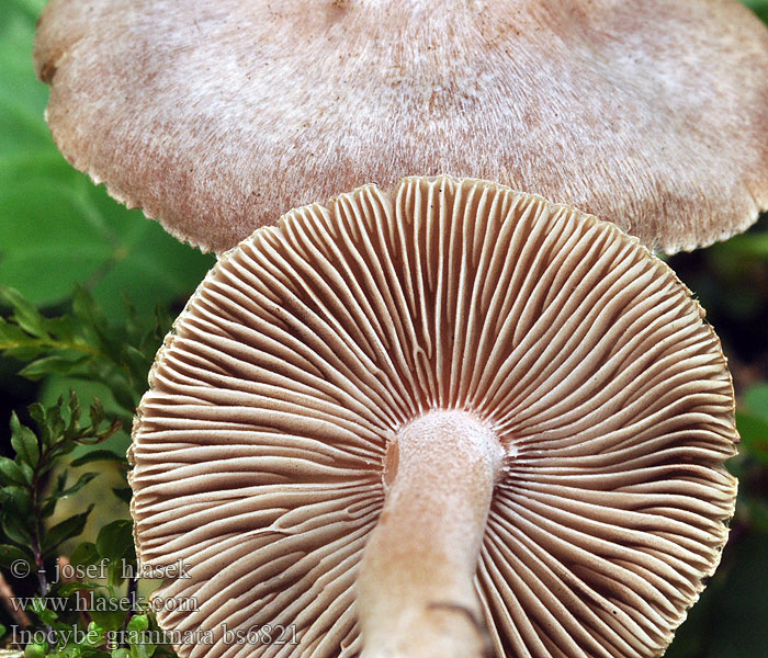 Inocybe_grammata_bs6821