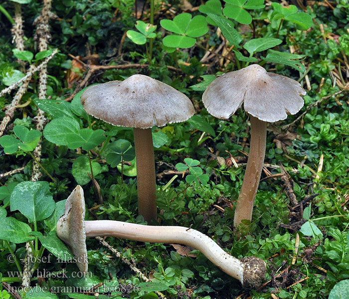 Inocybe_grammata_bs6826