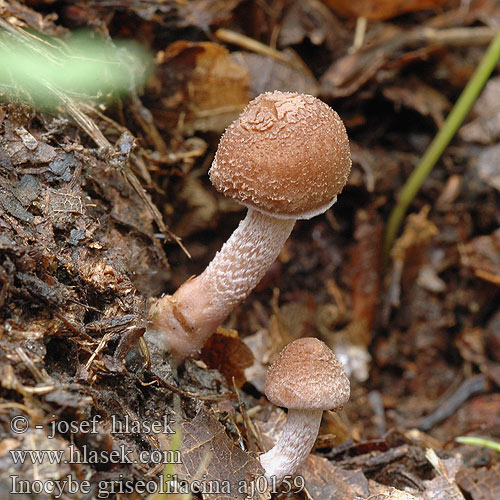 Inocybe griseolilacina Vláknica sivofialová Lillagrå trævlhat