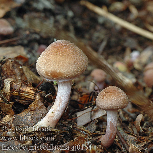 Inocybe griseolilacina Lilac Leg Fibrecap Lilagrijze vezelkop