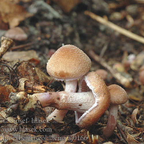 Inocybe griseolilacina Grauvioletter Rißpilz Lillagrå trævlhat