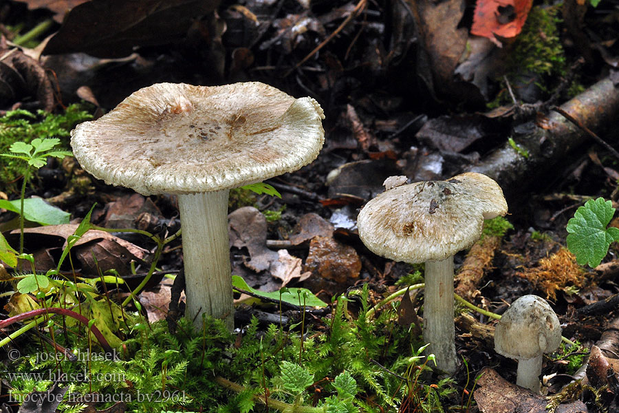 Inocybe haemacta Vláknice krvavějící