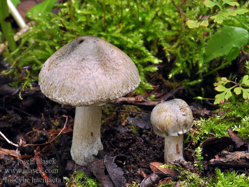 Inocybe haemacta Grünroter Risspilz