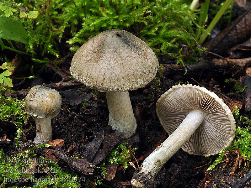 Inocybe haemacta Blozende stinkvezelkop