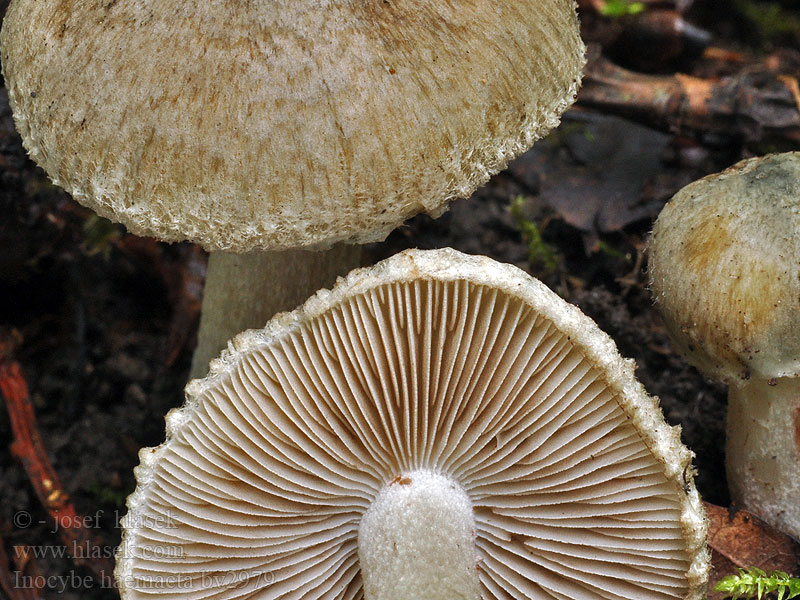 Inocybe haemacta Vláknica zelenkastohlúbiková