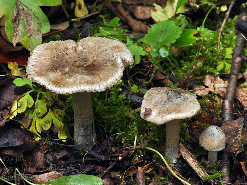 Inocybe haemacta Blågrøn trævlhat