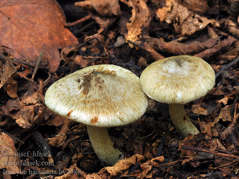 Inocybe haemacta Hästtråding