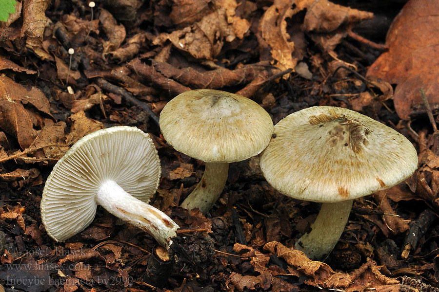 Inocybe haemacta Inocybe rouge