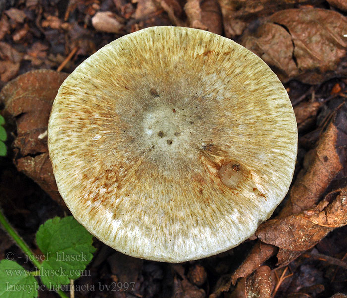 Inocybe haemacta Green pink fibre cap