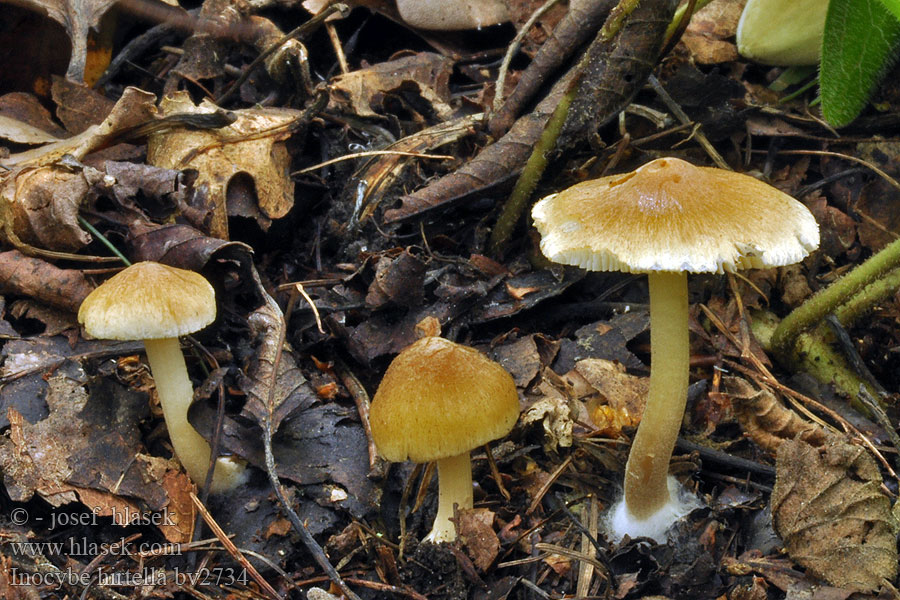 Inocybe hirtella Vláknice hořkomandlová