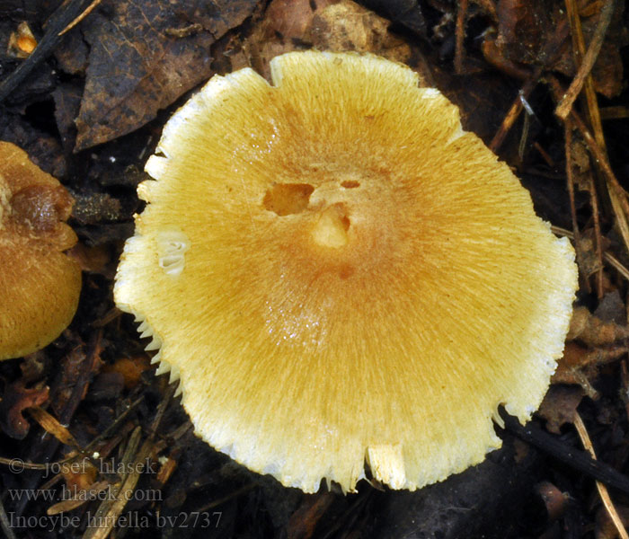 Inocybe hirtella Bittermandel-Risspilz