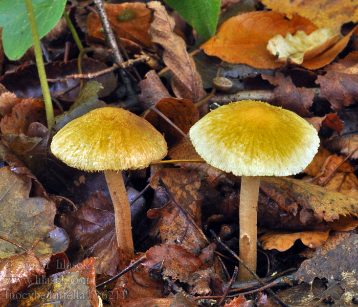 Inocybe hirtella Amandelvezelkop Strzępiak najeżony