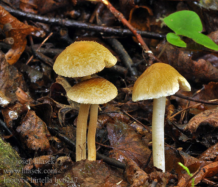 Inocybe hirtella Mandel-trævlhat Mandeltråding