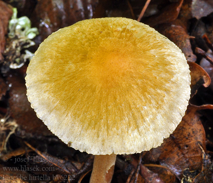 Inocybe hirtella Inocybe odeur amandes amères