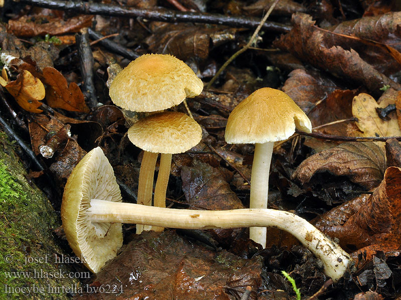 Inocybe hirtella Vláknice hořkomandlová Mandeltrevlesopp